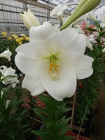 [5153 White Sae DJ No02.JPG]